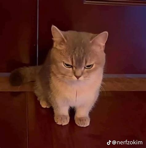 Angry Cat Meme Face