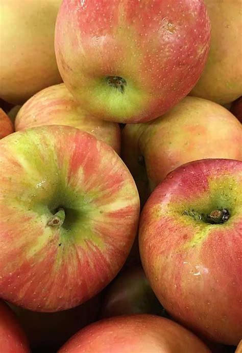 Apple Honeycrisp - Country Bumpkin Plant Nursery