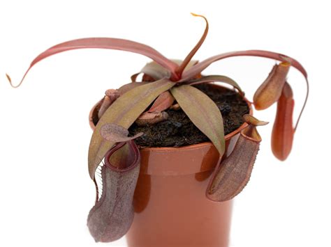 Nepenthes x Rebecca Soper