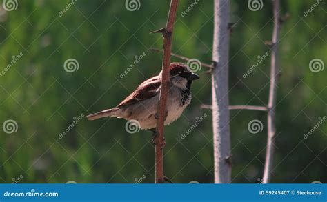 Bird on Branch in Odessa, Ukraine Stock Image - Image of four ...