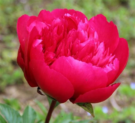 Many Happy Returns - Red Double Peony/ Paeonia lactiflora - Kelways ...