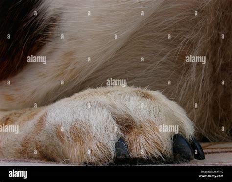 rear paw   dog stock photo alamy