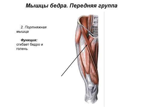 Мышцы нижней конечности - презентация онлайн