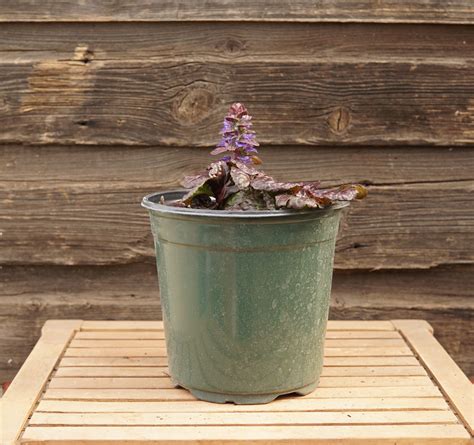 Black Scallop Bugleweed - Kiwi Nurseries