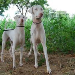 Rajapalayam (dog) - Alchetron, The Free Social Encyclopedia