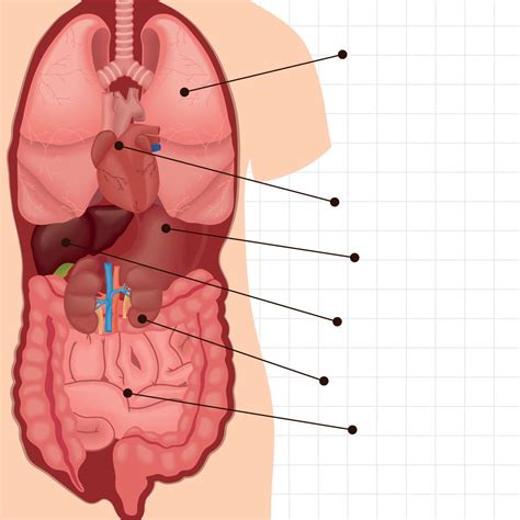 body internal organs 10849864 Vector Art at Vecteezy