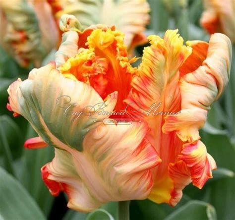 Тюльпан Пэррот Кинг (Tulipa Parrot King) - Тюльпаны Попугайные ...