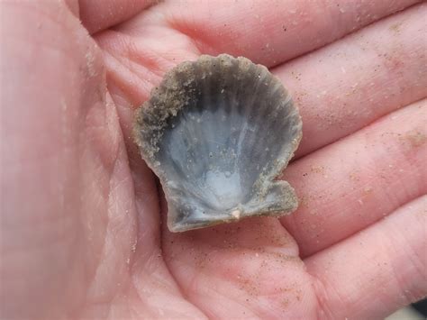 Pectinidae