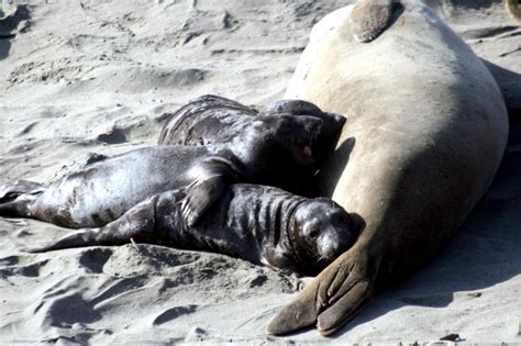 Northern Elephant Seal – "OCEAN TREASURES" Memorial Library