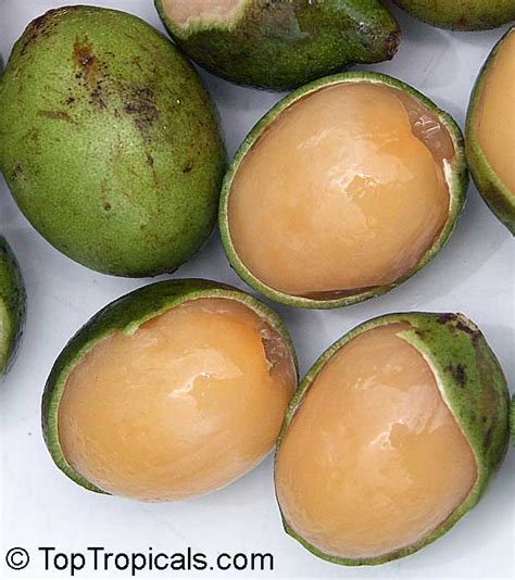 Меликоккус двупарный (Лайм испанский) Melicoñcus bijugatus Genip