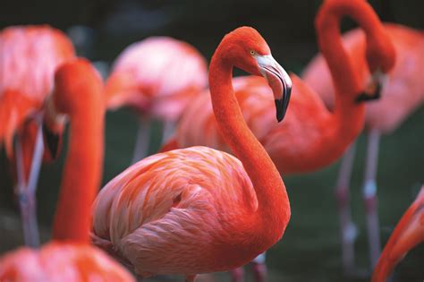 flamboyant flamingo facts wwfca