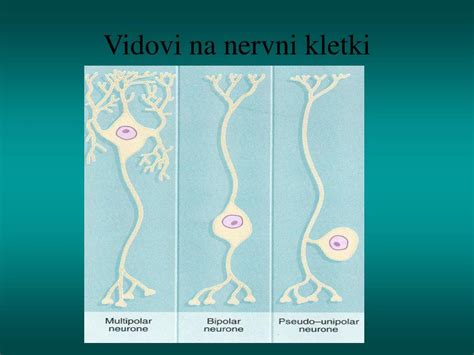 PPT - НЕРВНО ТКИВО PowerPoint Presentation, free download - ID:4423501