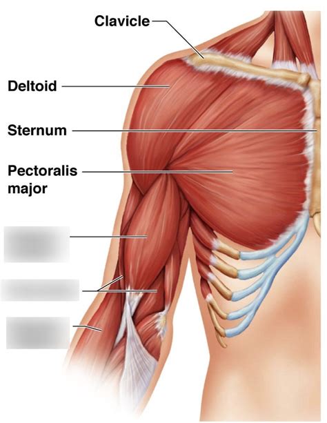 Upper Limb Diagram | Quizlet