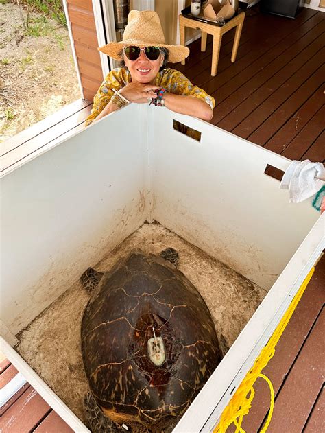 Turtle Week at Four Seasons Nevis: A Caribbean Escape to Remember