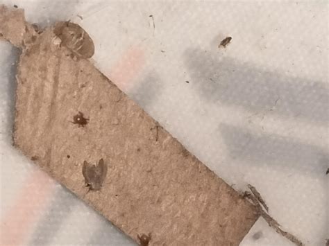 is this a mite, if so is it predatory? these are my only questions : r