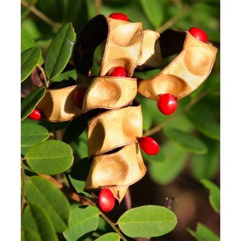 Red Sandalwood Seeds - Pterocarpus santalinus