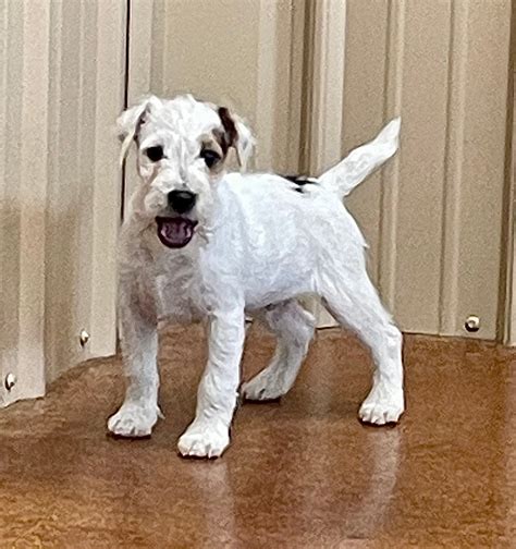 Rough Coated Jack Russell Puppies For Sale In Kent at Albert Jarman blog