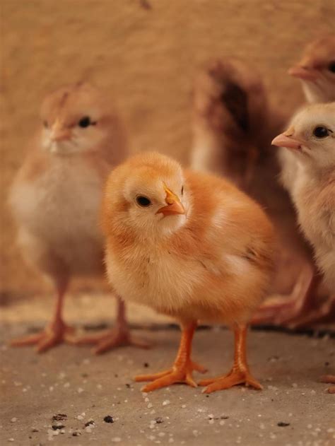 Little Chick at home , Baby Chick with family 3033006 Stock Photo at
