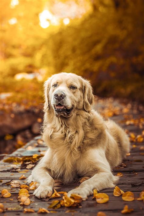 golden retriever lifespan  long  golden    golden retriever retriever pets