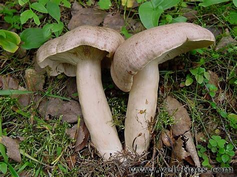 Lactarius trivialis var. utilis, kalvashaaparousku @ Natural Fungi in ...