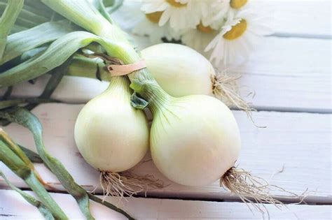Сочные котлеты из фарша – рецепт с хлебом – из какого фарша сделать ...