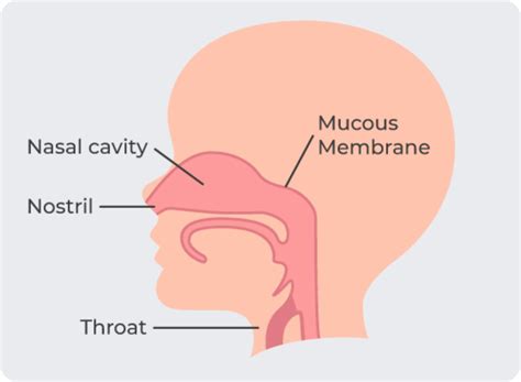 Diagram Of Nasal Mucous Membrane