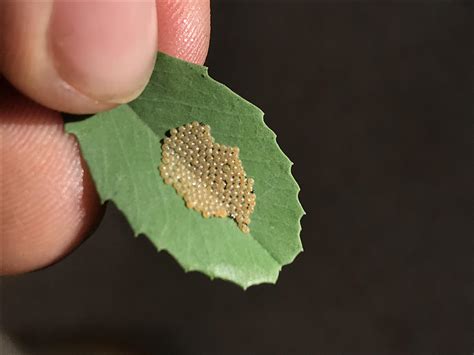 Found this in my garden today : mildlyinteresting