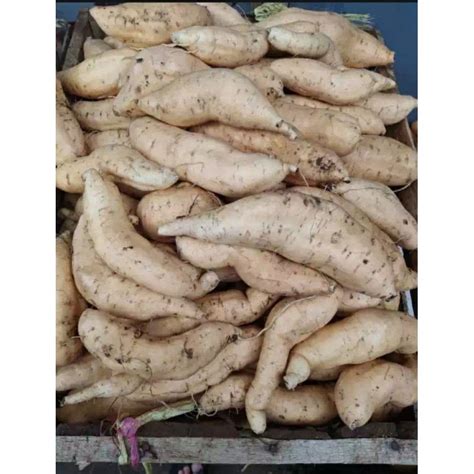 jual ubi rambat ubi manisperkg shopee indonesia