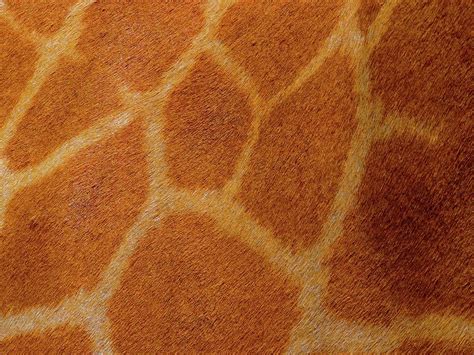 Giraffe skin close up 1 Photograph by Exploramum Exploramum - Pixels