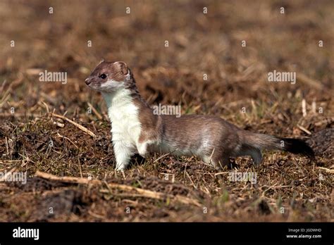 Ermine, Mustela erminea, Hermelin (Mustela erminea Stock Photo - Alamy