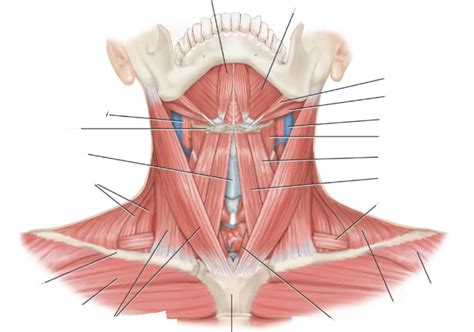 anatomy  human neck diagram quizlet