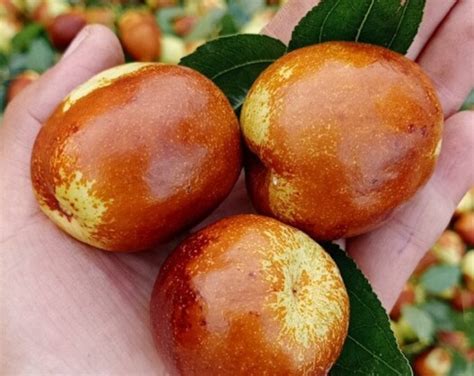 Shanxi Li Giant Jujube Tree, Chinese Date,pear Jujube,bare Root, 临猗梨枣特大 ...