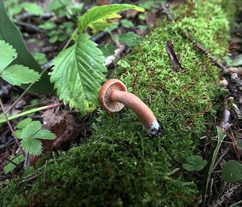 Горькушка (Lactarius rufus) фото и описание