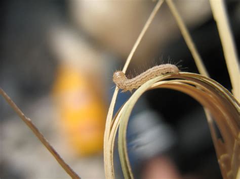 worm  photo  freeimages