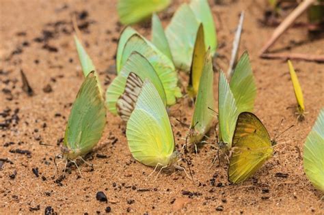 premium photo beautiful butterfly