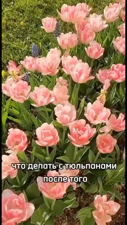 Тюльпаны отцвели, что с ними делать, чтобы сохранить луковицы?🌷 - YouTube