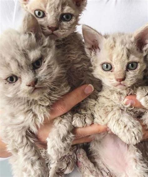 Pin on j’adore animoux | Devon rex cats, Cute cats, Pretty cats