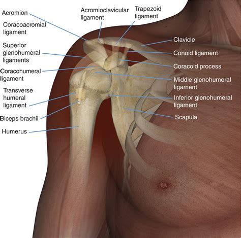 Anatomia Do Ombro Direito - Anatomia Do Ombro Direito - RETOEDU