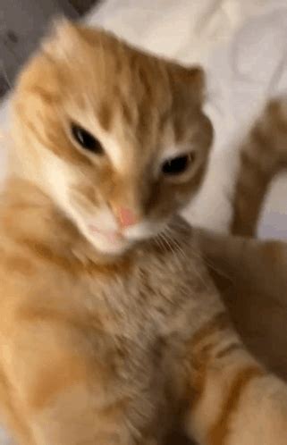 Ratchet Meme - Ratchet - Discover & Share GIFs