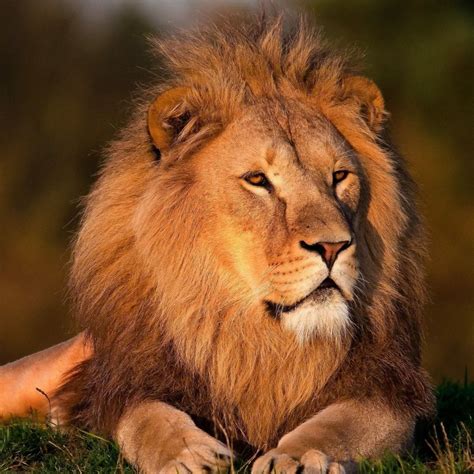 Discover the King of the Jungle: Lions Second-Largest Cats