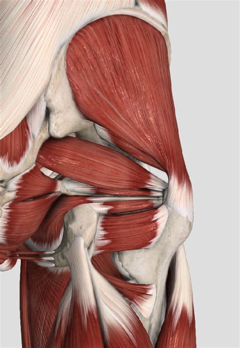 gluteal musculature- deep Diagram | Quizlet