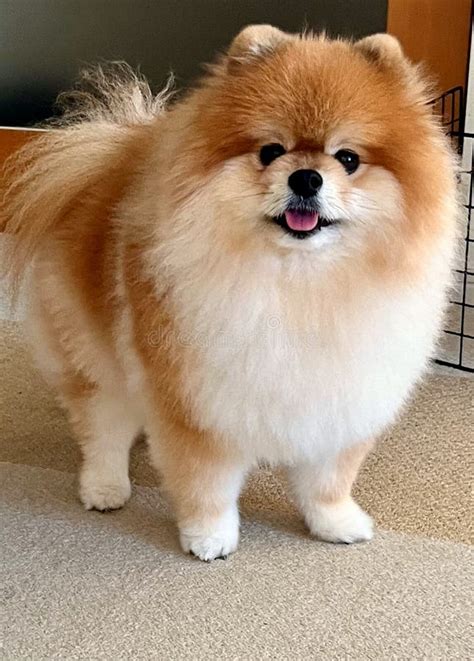 full body portrait   fluffy pomeranian smiling   camera cute