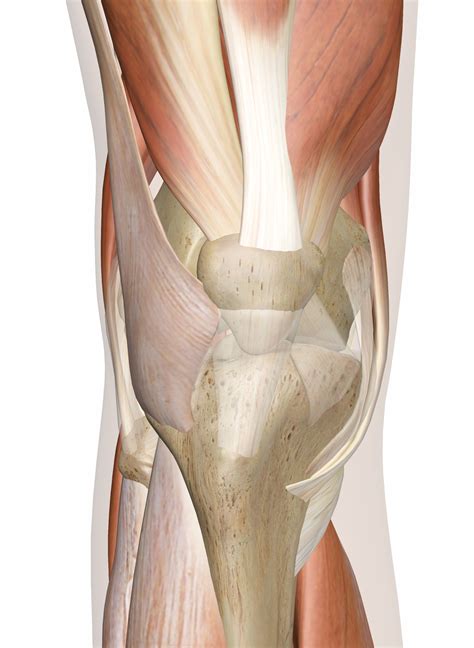 Anatomy Back Of Right Knee at Kara Walton blog