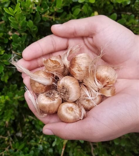 10 Large Saffron Crocus Bulbs Size 9/10cm – SHIPS FALL 2021 - Pine ...