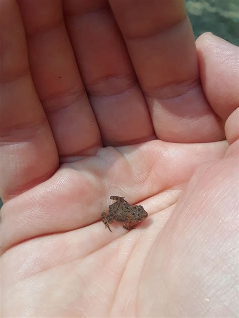 I found the smollest of toads while hiking today. : r/aww