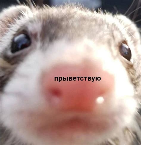 Приветствую | Хорьки, Мемы, Веселые мемы