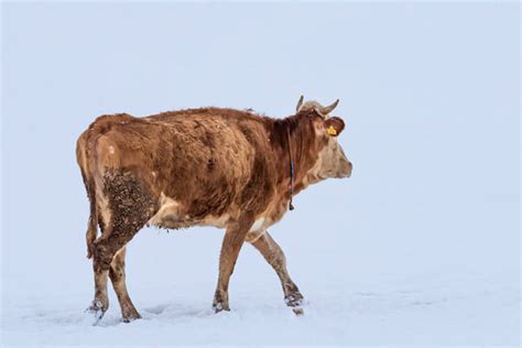รูปภาพSimmental – เลือกดูภาพถ่ายสต็อก เวกเตอร์ และวิดีโอ6,677 | Adobe Stock