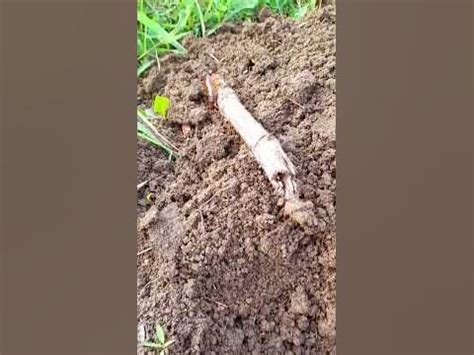 kelabang merah  lipan centipede kelabang lipan shorts youtube