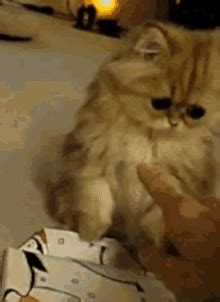 Sad Kitten GIFs | Tenor