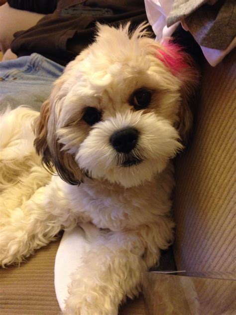 Teddy Bear Haircuts For Dogs
